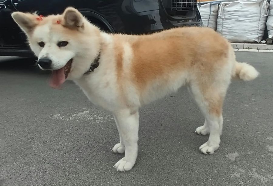Mia