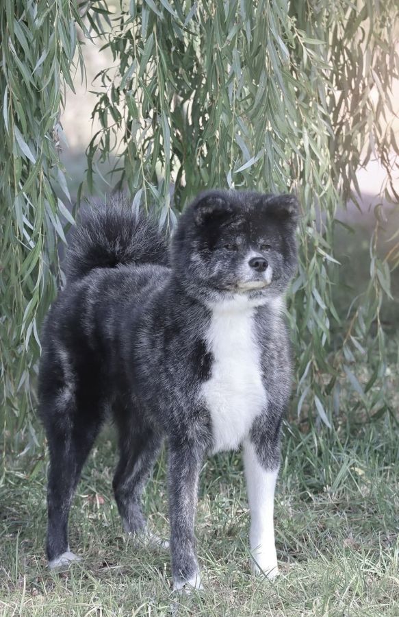 Tora Kioko De Shitan
