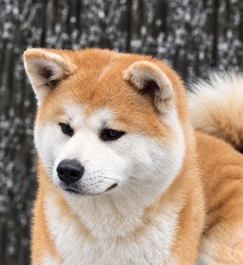 Akaboshi Kensha Imoko