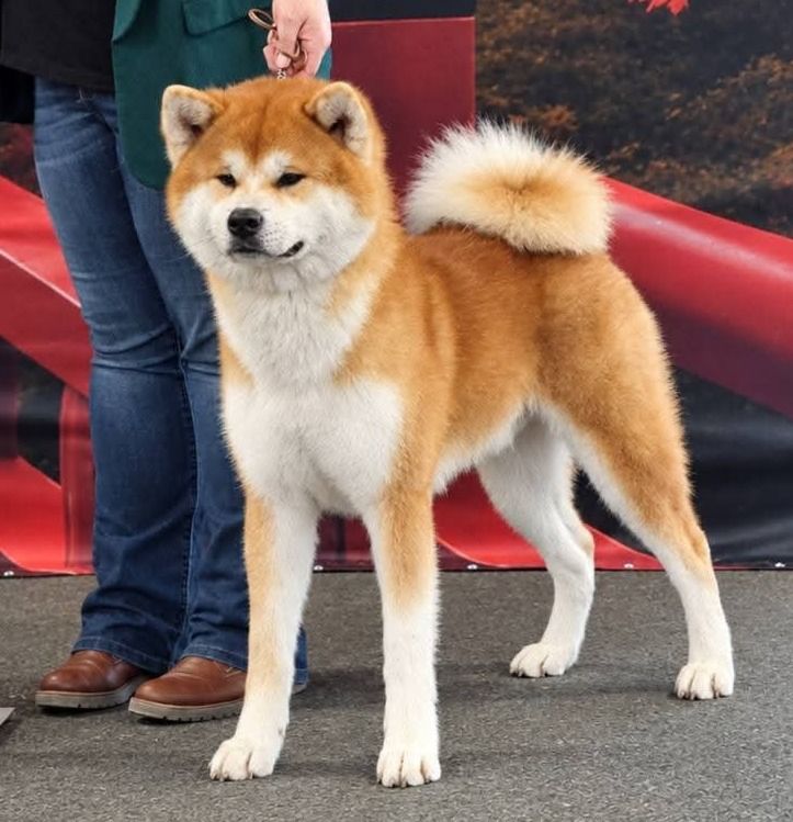 Zento Go Enso Kensha