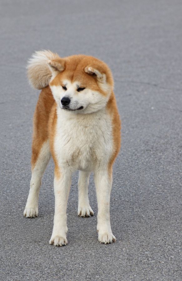 Kaili Go Tamashi Kensha