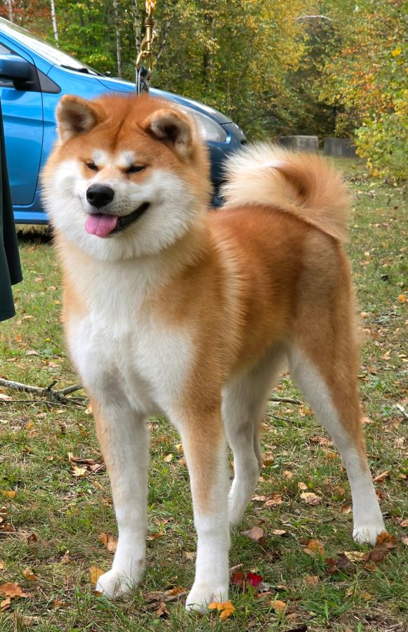 Ginga Densetsu Mira Go Kitanoarashi