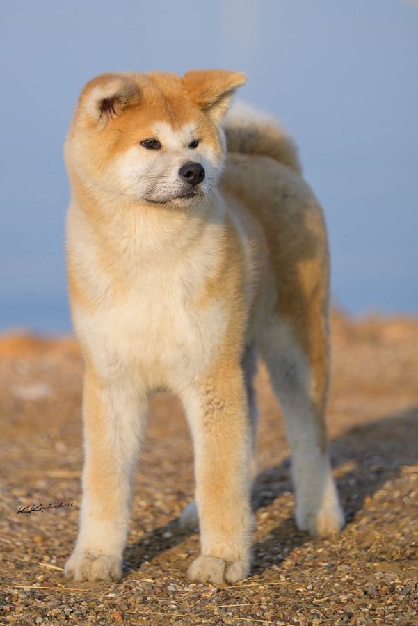 Ken Ryuu Maru Go Shun'you Kensha