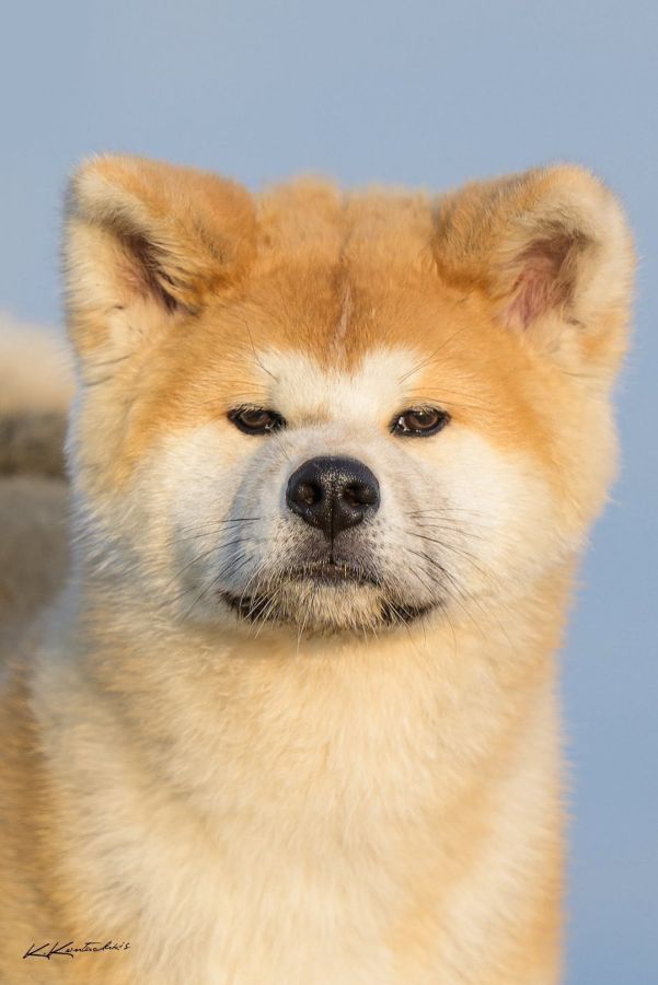 Ken Ryuu Maru Go Shun'you Kensha