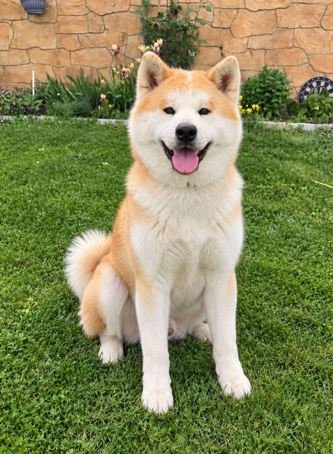 Hachi Iz Piterskikh Volkov