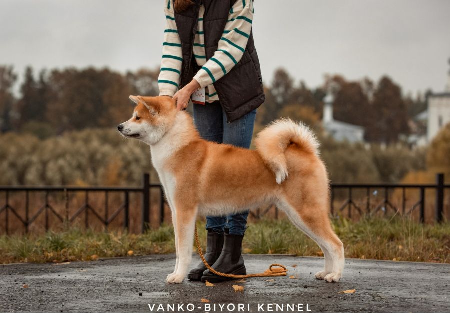 Vanko Biyori Tomoka