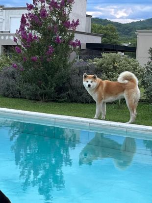 Akira Tankao Argentina
