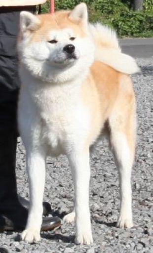 Akira Tamashi