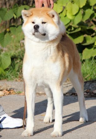 Izumi Gai Zao'Fujihime