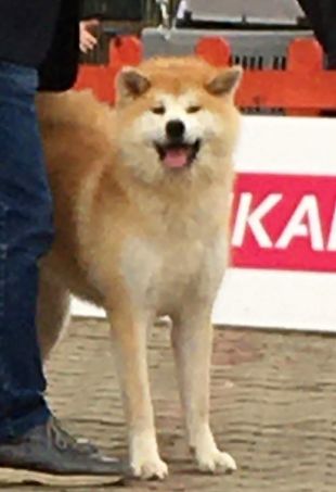 Mariko Go Nebros Akita Ken