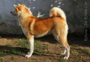 Kohana Chie Kirara Lin