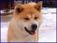 Rott Dog King Pochi Hirochi