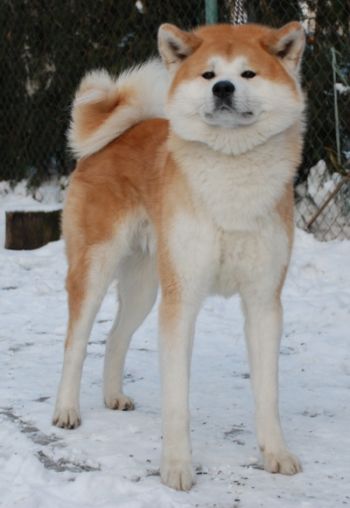 Enzo Omono Gawa