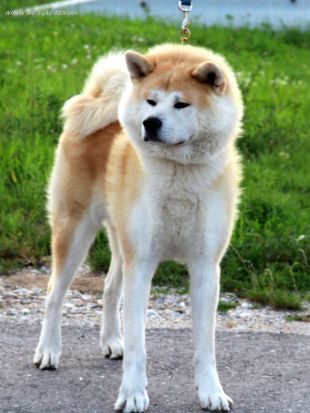 Nippon Jume Ryuu