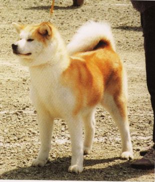 Kikyou Go Toyama Kensou