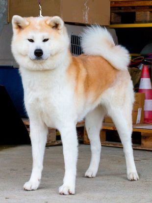 Ginji Do Of But Yama
