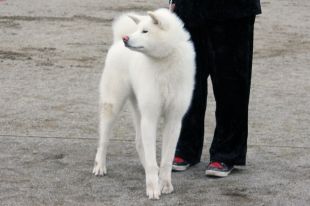 Hanae Go Sawadaka Kensha