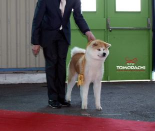 Hokusei Ka Yo Yoi Tomodachi