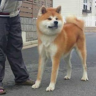 Kagetsumaru Go Mino Kokeisou