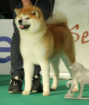 Nippon Sun Umiko