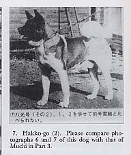 Hachiko Aka Hakkou Go