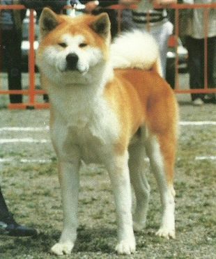 Takemaru Go Hakuyuusou