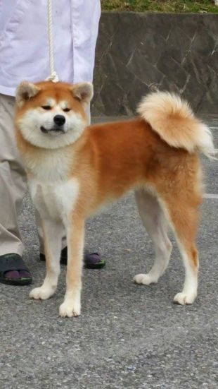 Kyougoku Miho Go Marugame Kyougoku