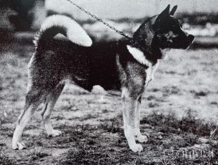 Terufuji Go