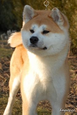 Ryokotami Go Di Casa Saporito