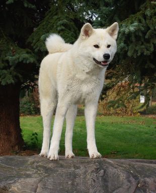 Bishuji Go Akita Of Akishima Ken