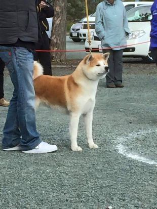 Koukame Go Miyagi Kozaki Kensha