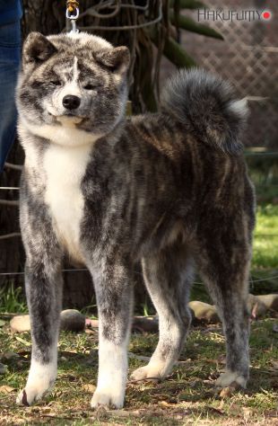 Nene Go Akita Senshuusou