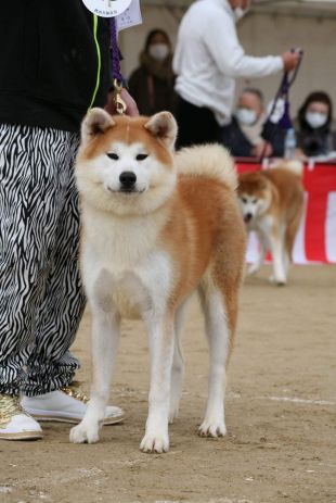Marimo Go Shikoku Mori