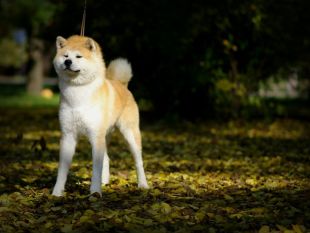 Guardian Of The Emperor Akagoro
