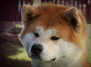 Guardian Of The Emperor Izumi