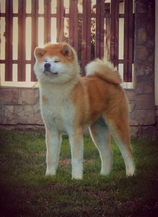 Guardian Of The Emperor Okito