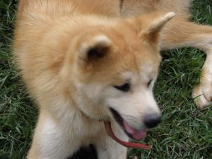 Zui Go Of Fighting Dog