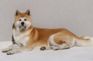 Kakui Go Yamada