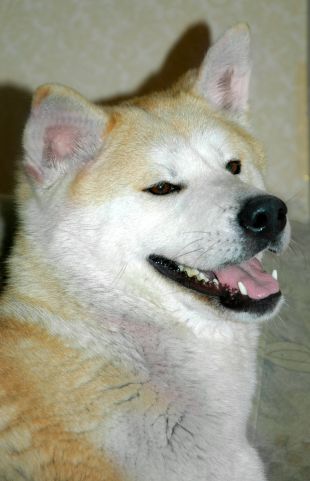Daichi