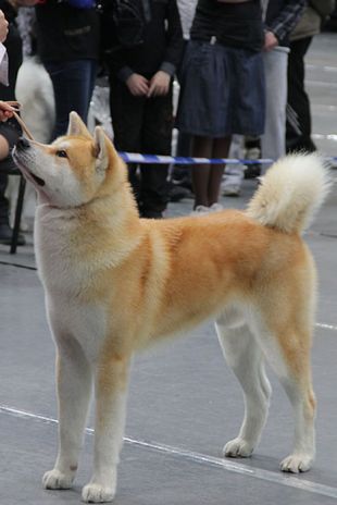 Kotomaru Go Shun'You Kensha