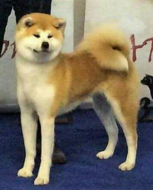 Culotta Kephaloidion Hoshi