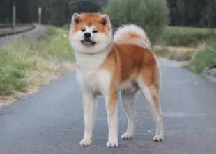 Fujizakura Go Fuen No Oka