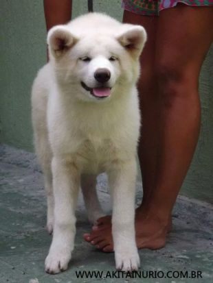 Kazumi Del Yucatan BR