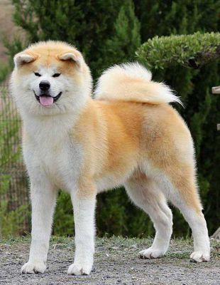 Haku Ryuu Go Shun'You Kensha