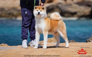 Gemmei Go Di Bordakitainu Kensha
