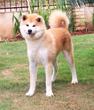 Mey Go Fighting Dog