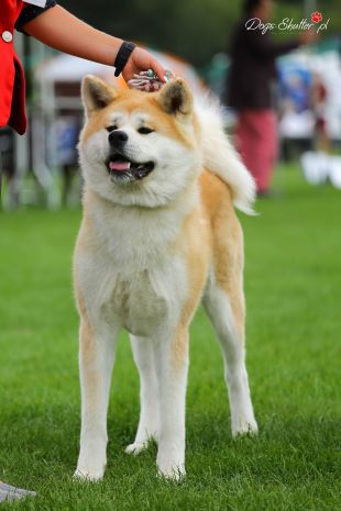 Hanako Go Shiawasenaie