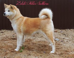 Zoloto Nebes Sakkura