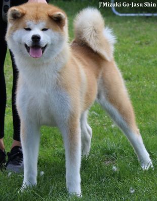J'Mizuki Go Jasu Shin