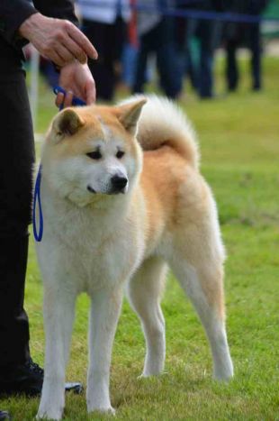 Hoshi Of Independent Inu's